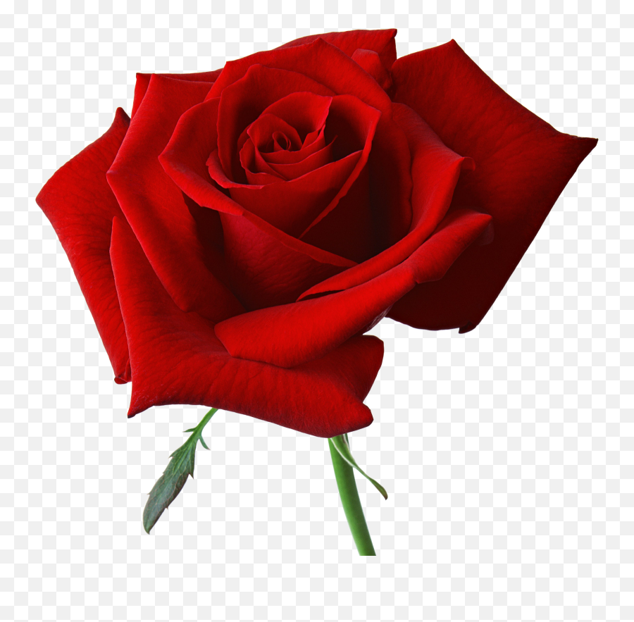 Red Rose Png Transparent Png Png - Transparent Background Rose Clipart Png Emoji,Rose Transparent Background