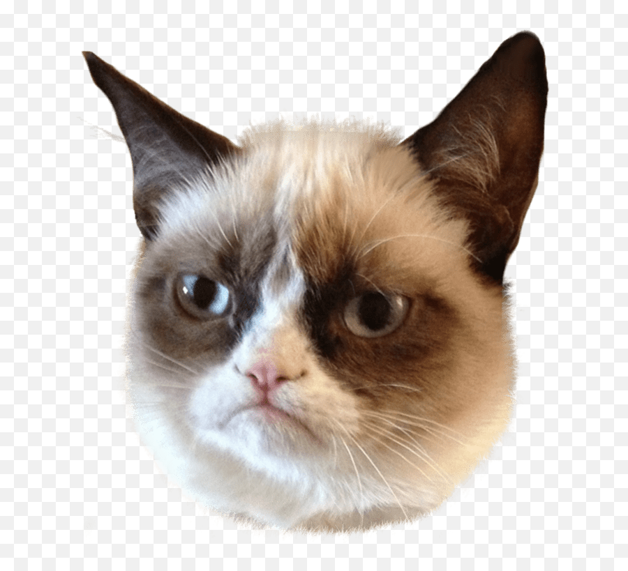 7a6b3b4fa5d4c2c87d14ff848de51028grumpy - Catheadtransparent Cat Face Png Emoji,Memes Png