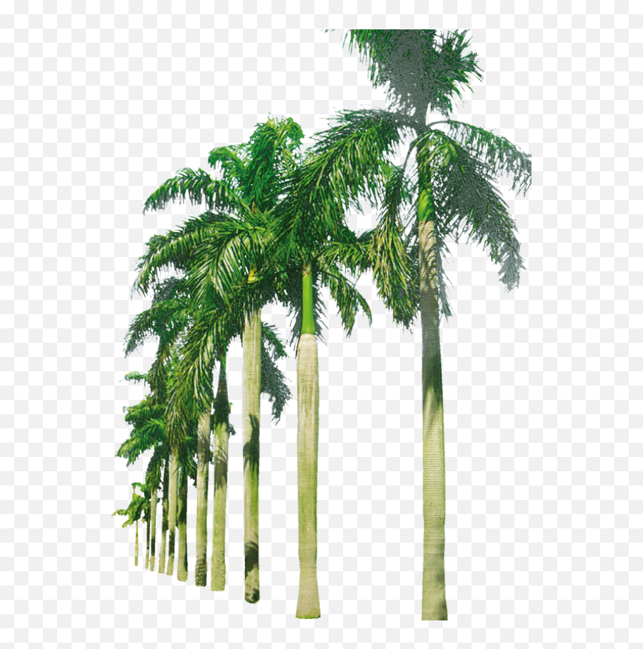 Palm Trees In A Row - Row Of Palm Trees Png Emoji,Palm Tree Transparent