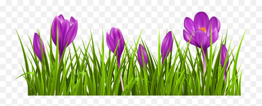 Purple Clipart Spring Purple Spring Transparent Free For - Crocus Clipart Emoji,Spring Png