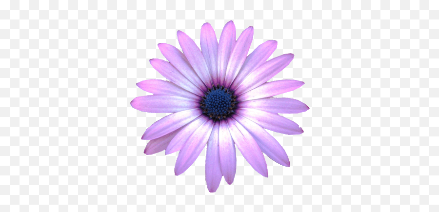 Purple Flowers Transparent Background - Clipart Daisy Flower Emoji,Purple Flower Clipart