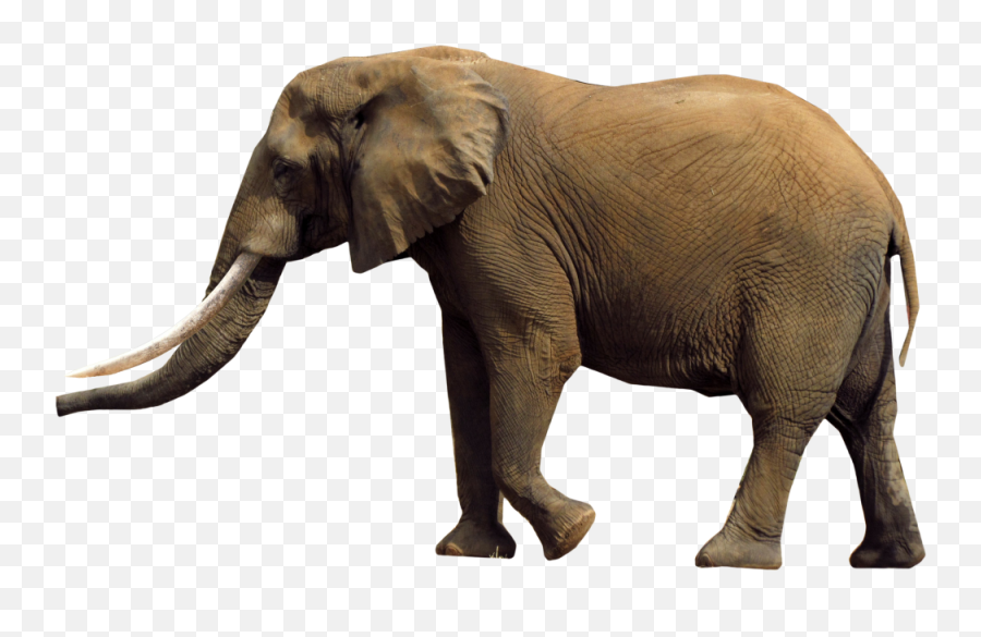 Download African Elephant Png - Elephants Png Full Size African Bush Elephant Emoji,Elephant Png