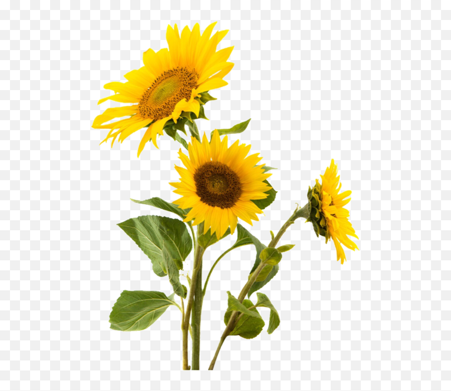 Flower Sunflower Png And Yellow - Sonnenblumen Shirt Emoji,Sunflower Png