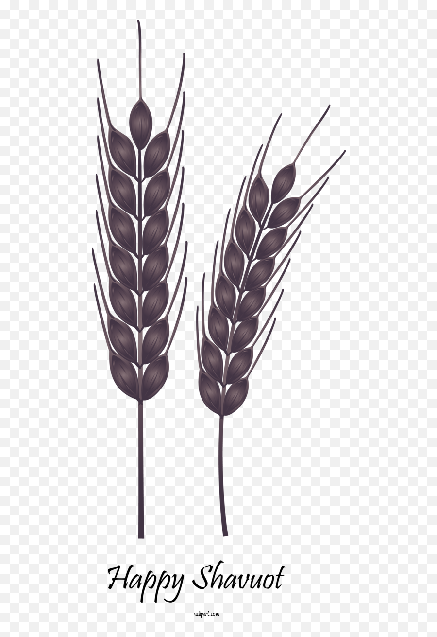 Holidays Wheat Food Grain Grass Family For Shavuot - Shavuot Emoji,Grass Clipart Transparent Background