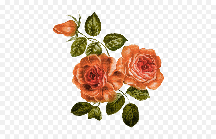 Orange Roses Flowers - Picmix Emoji,Vintage Rose Clipart