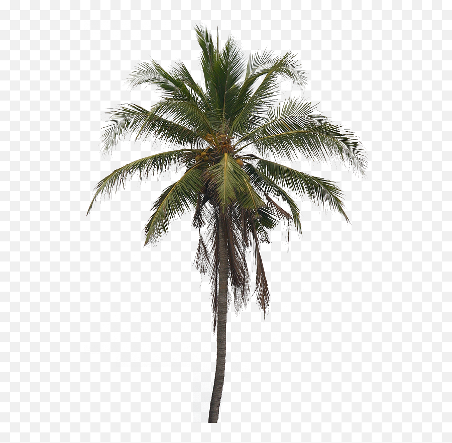 Coconut Tree Transparent Background Png - Coconut Tree Png Real Emoji,Palm Tree Transparent