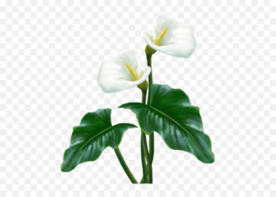 White Flower Free Images At Clkercom - Vector Clip Art Whitr Flower With Stem Transparent Real Emoji,White Flowers Png