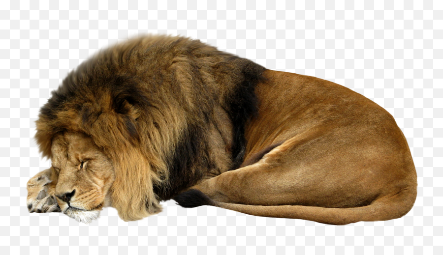 Lion Sleeping Png Transparent Background Free Download - Sleeping Lion White Background Emoji,Lion Transparent Background
