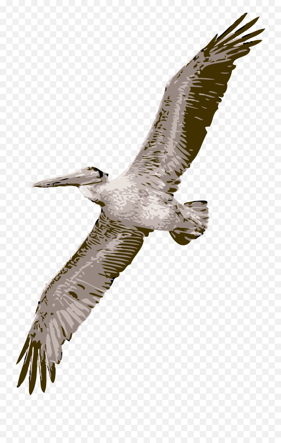 Clipart Of Bird Pelican Free Image - Transparent Pelican Flying Emoji,Pelican Clipart