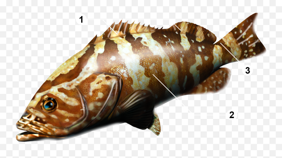 Grouper Fish Png 5 Png Image 1722120 - Png Images Pngio Emoji,School Of Fish Png