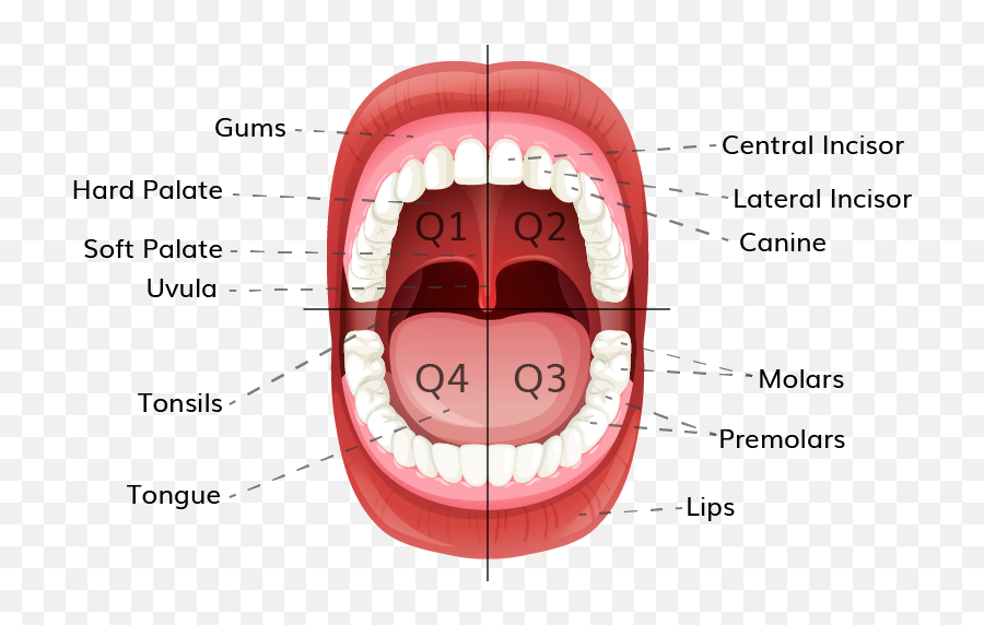 Q Can You Teach Me The Parts Of The Mouth Dental Image - Boca Humana Emoji,Open Mouth Png