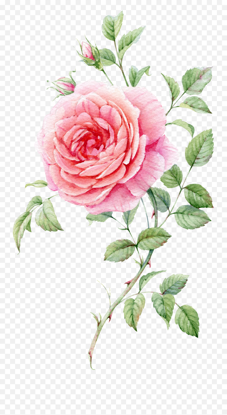 Download Pink Painted Life Watercolor Roses Still Painting - Watercolour Rose Emoji,Painting Clipart