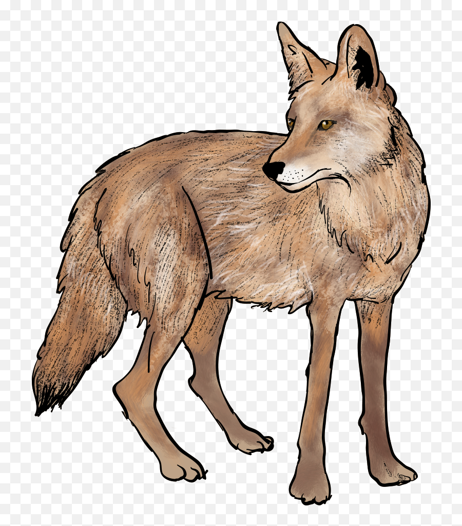 Jackal Coyote Png - Transparent Cartoon Coyote Png Emoji,Coyote Clipart