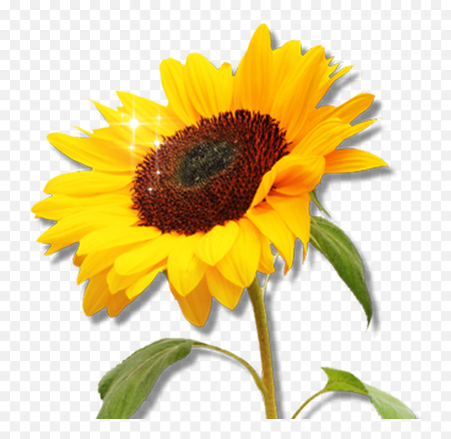 Clip Art Transparent Png Image - Sunflower Aesthetic Template Png Emoji,Garden Clipart