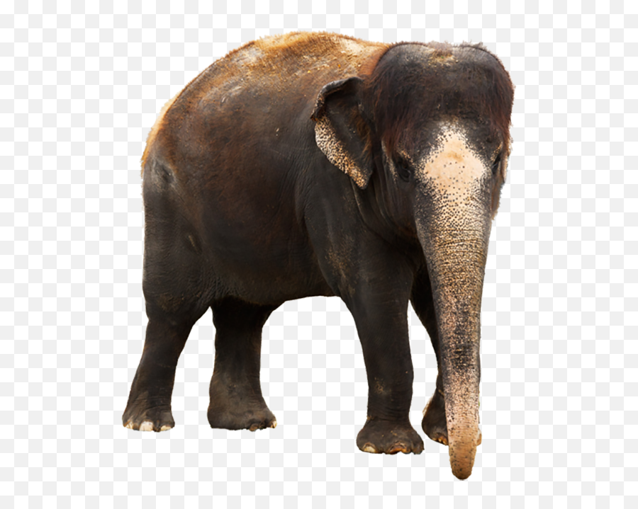 Download Elephant Png - Indian Elephant Images Png Png Image Elephant Images Download Hd Emoji,Elephant Png