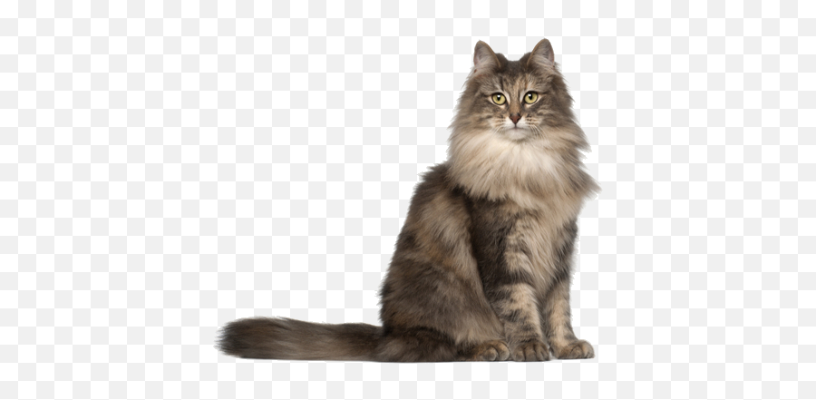 Norwegian Forest Cat Breed Facts And Information Petcoach - Norwegian Forest Cat Emoji,Cat Transparent