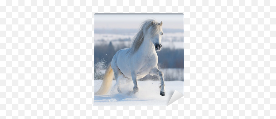 Galloping White Horse Wall Mural U2022 Pixers - We Live To Change Emoji,White Horse Png