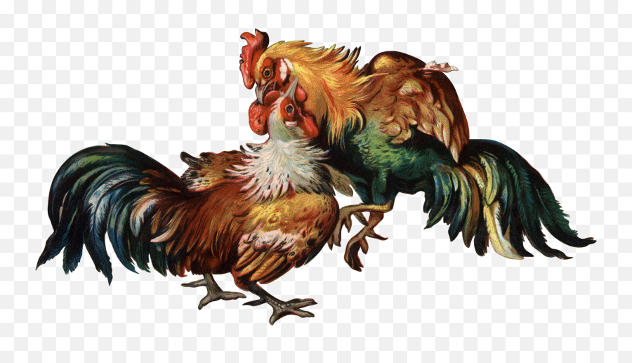Cockfight Rooster Clip Art - Cock Png Download 25961378 Emoji,Fighting Png