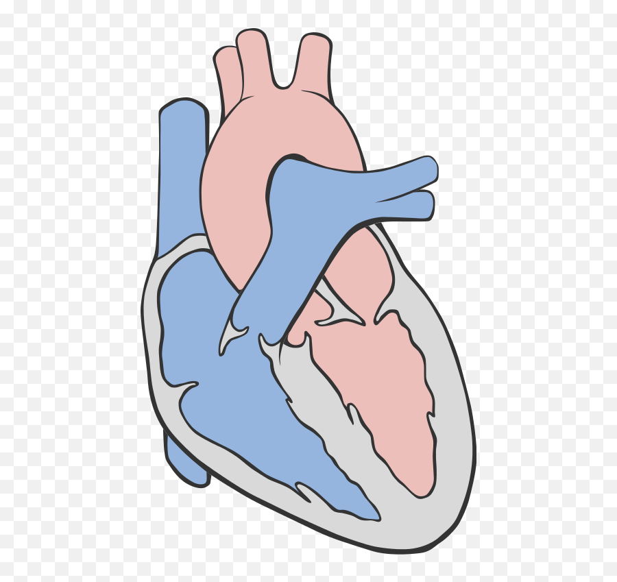 Heart Diagram Simple Health Image Reference Hd - Clipart Emoji,Healthy Heart Clipart