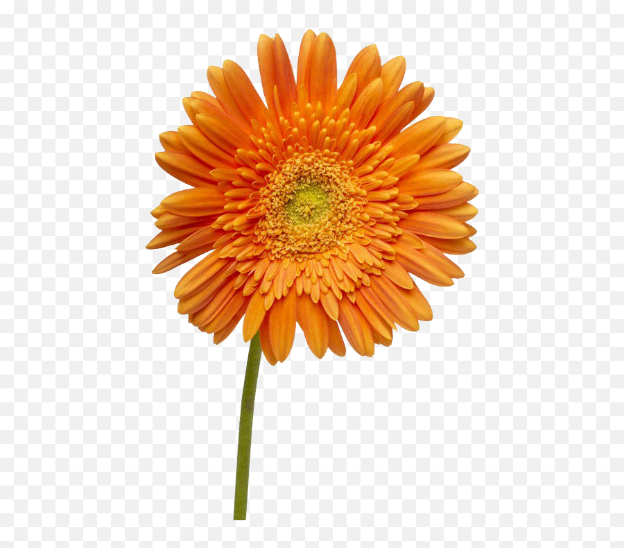 Dahlia Flower Png Image For Free Download Emoji,Marigolds Clipart