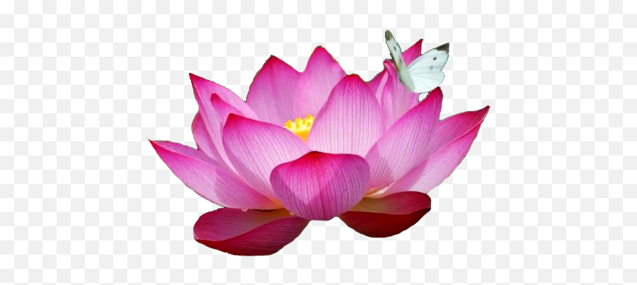 Most Beautiful Lotus Flower Full Size Png Download Seekpng - Mariposa En Flor De Loto Emoji,Lotus Flower Png