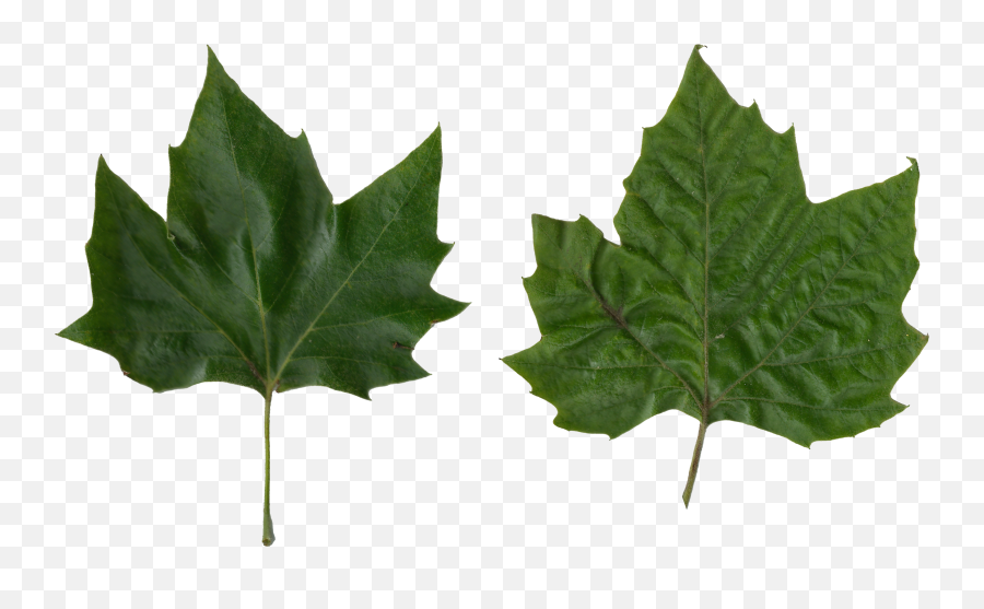 Green Leaves - Platanus Vs Maple Leaf Png Download Platanus Leaf Vs Maple Emoji,Green Leaves Png