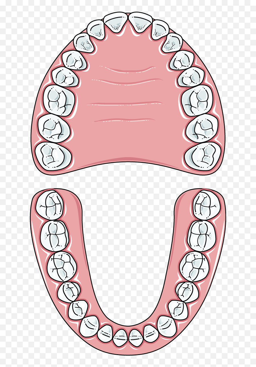 Teeth Clip Permanent - Permanent Teeth Clipart Emoji,Teeth Clipart