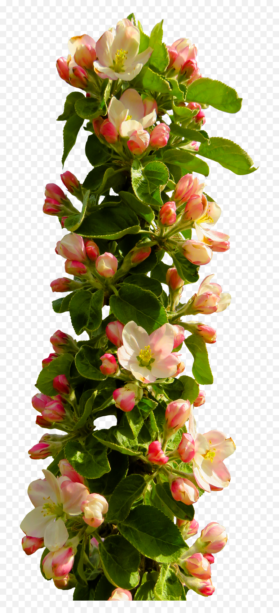 Spring Flower Png Image - Purepng Free Transparent Cc0 Png Emoji,Flowers Transparent