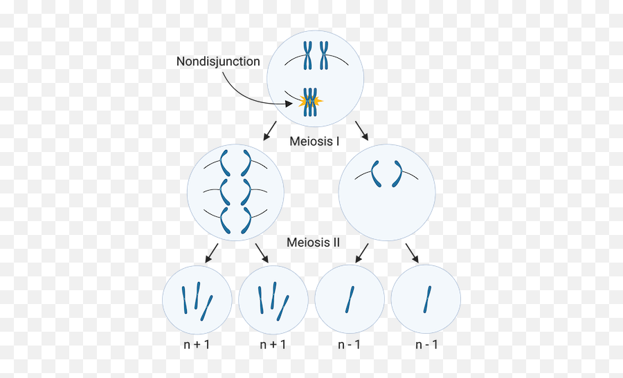 Aneuploidy U0026 Chromosomal Rearrangements Article Khan Academy Emoji,Chromosome Png
