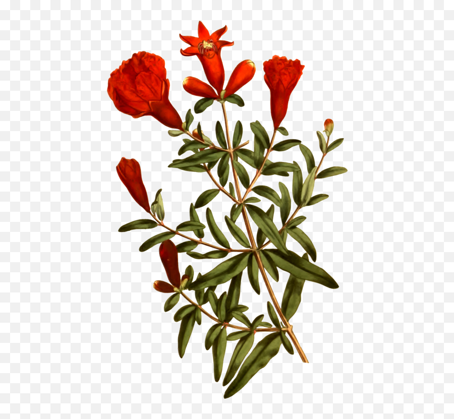 Plantflorashrub Png Clipart - Royalty Free Svg Png Pomegranate Flower Png Imig Emoji,Shrub Png