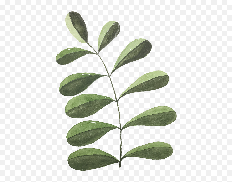 Free Photo Plant Leaves Branch Watercolor Foliage Eucalyptus - Follaje Verde Acuarela Png Emoji,Watercolor Leaves Png