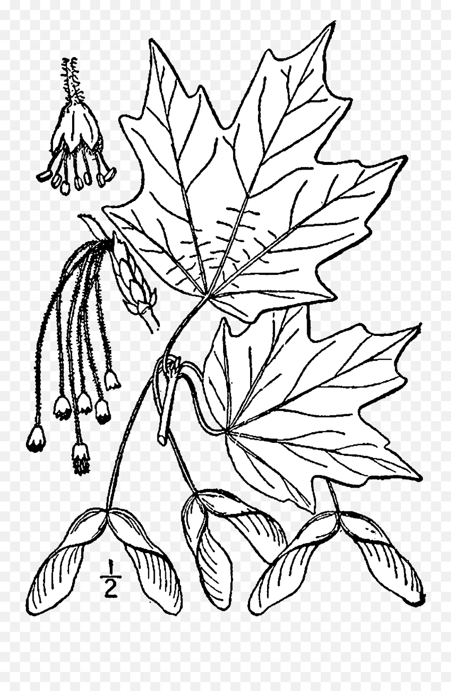 Fileacer Saccharum Drawingpng - Wikimedia Commons Sugar Maple Flowers Drawing Emoji,Flower Drawing Png