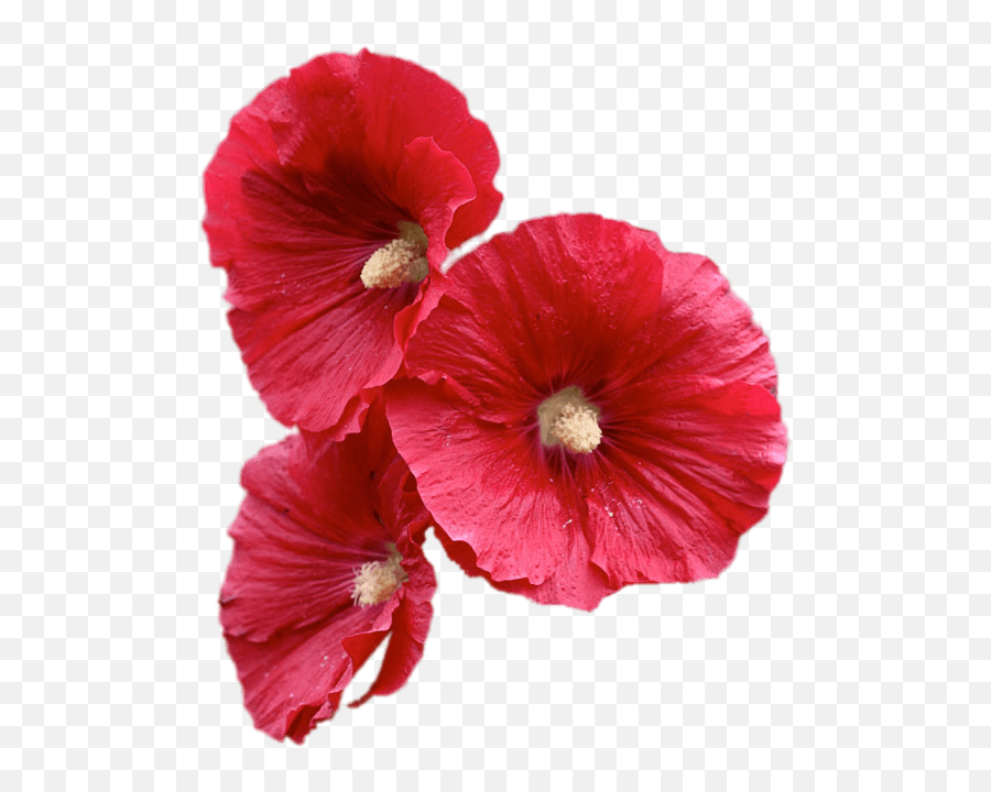 Download Red Hollyhock Flowers Transparent Png - Stickpng Hollyhock Png Emoji,Flowers Transparent Background