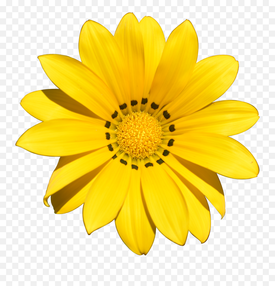 Beach Yellow Summer Transparent Flower - Transparent Yellow Flowers Clipart Emoji,Yellow Flower Transparent