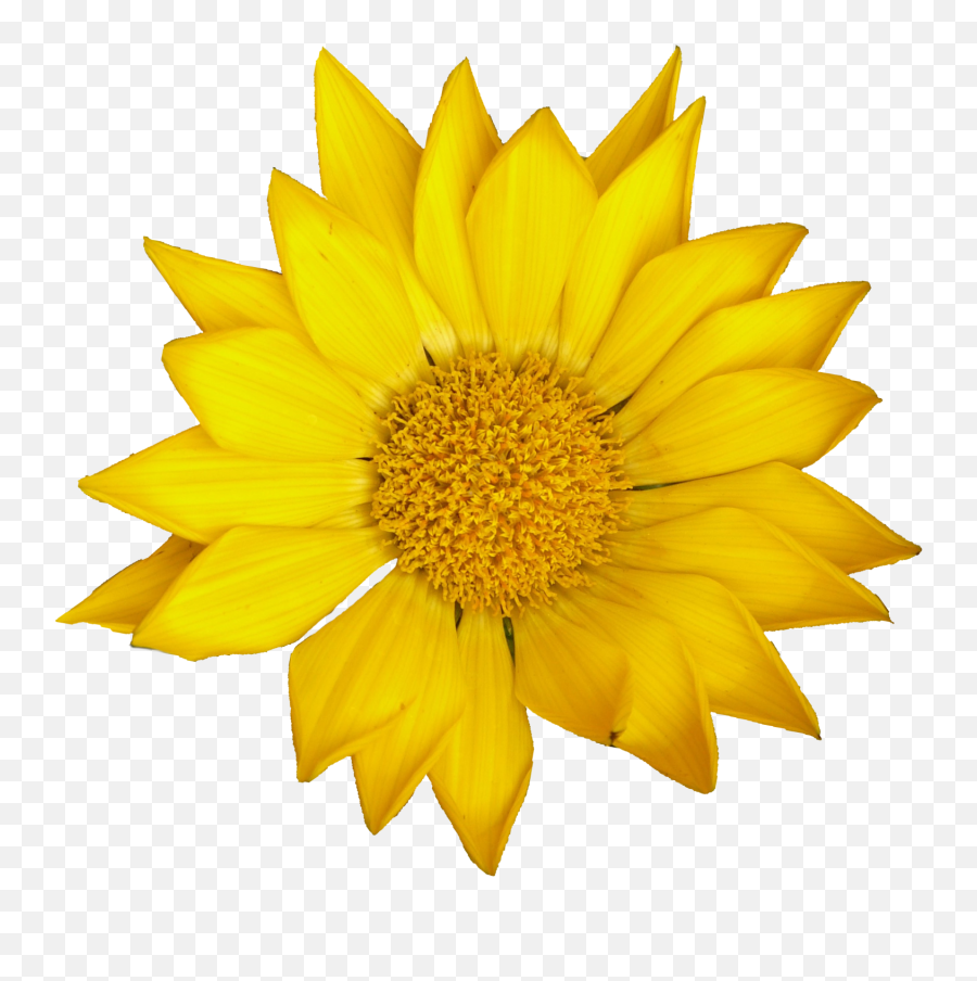 4 Sunflower - Fresh Emoji,Sunflower Png