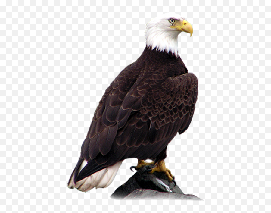 Sitting Eagle Png Images Download - Yourpngcom Emoji,Bald Eagle Transparent Background