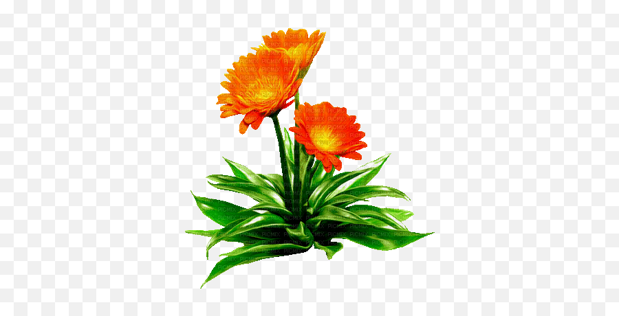 Blume Fleur Flower Blume Fleur Flower - Picmix Emoji,Marigolds Clipart