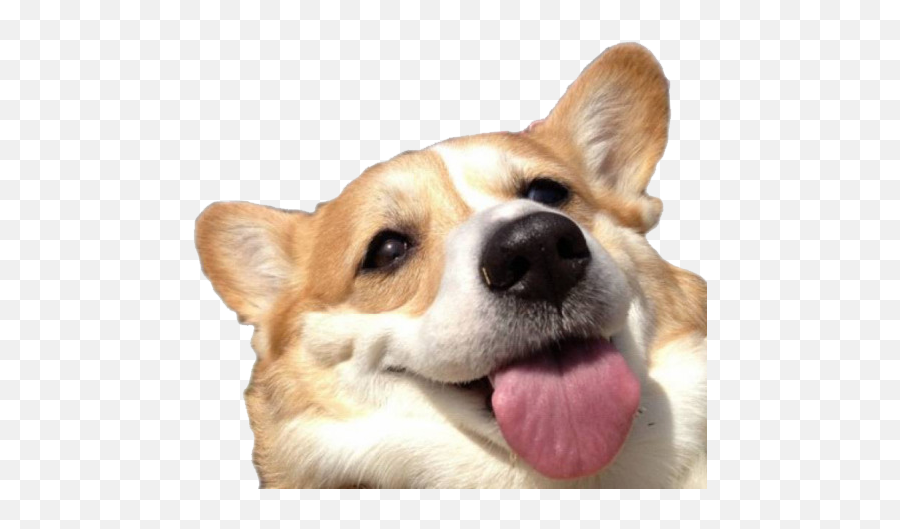 Cute Corgi Dog Transparent Background - Dog Transparent Background Emoji,Dog Transparent