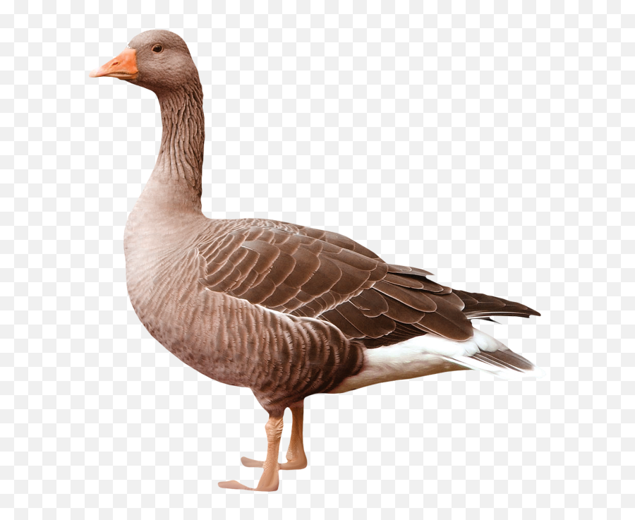 Goose Png Alpha Channel Clipart Images - Goose Png Emoji,Goose Clipart