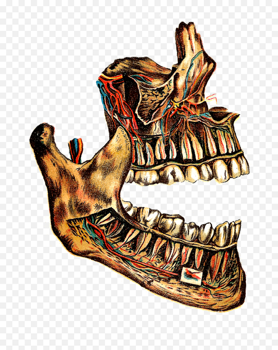 Vintage Halloween Art Vintage Medical - Human Tooth Emoji,Offering Clipart
