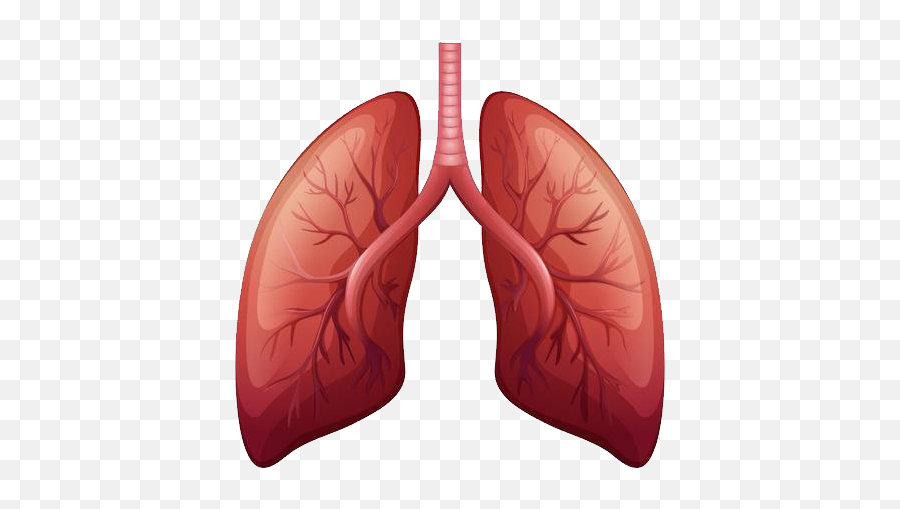 Animated Lungs Free Png Image Png Arts - Lungs Png Emoji,Animated Png