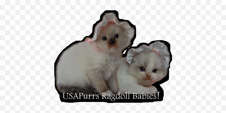 Ragdoll Kittens For Sale Tarpon Springs - Photo Caption Emoji,Ragdoll Logo