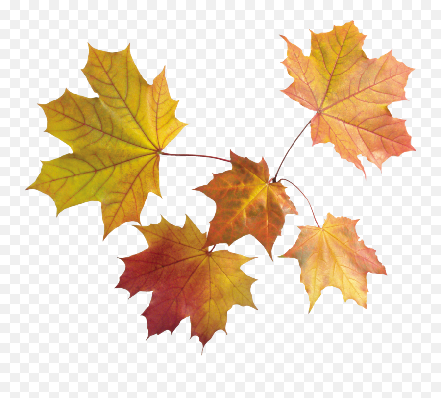 Maple Leaf Autumn Leaf Color - Transparent Background Maple Leaves Png Emoji,Fall Leaves Png