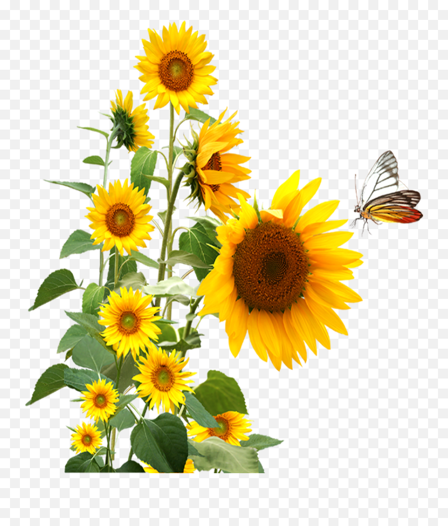 Sunflowerbutterfly Png Download - Sunflower And Butterfly Emoji,Free Sunflower Clipart