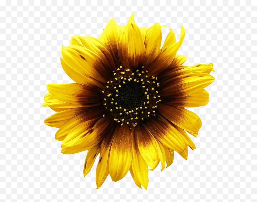 Sunflower Png Image - Sunflower Png Emoji,Sunflower Png