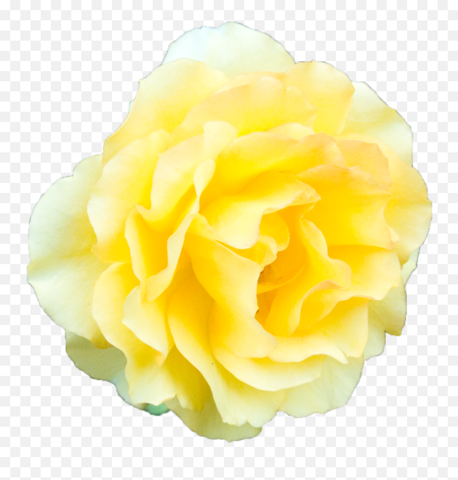 Download Yellow Rose Transparent Background Hq Png Image - Yellow Transparent Background Transparent Flower Emoji,Rose Transparent Background
