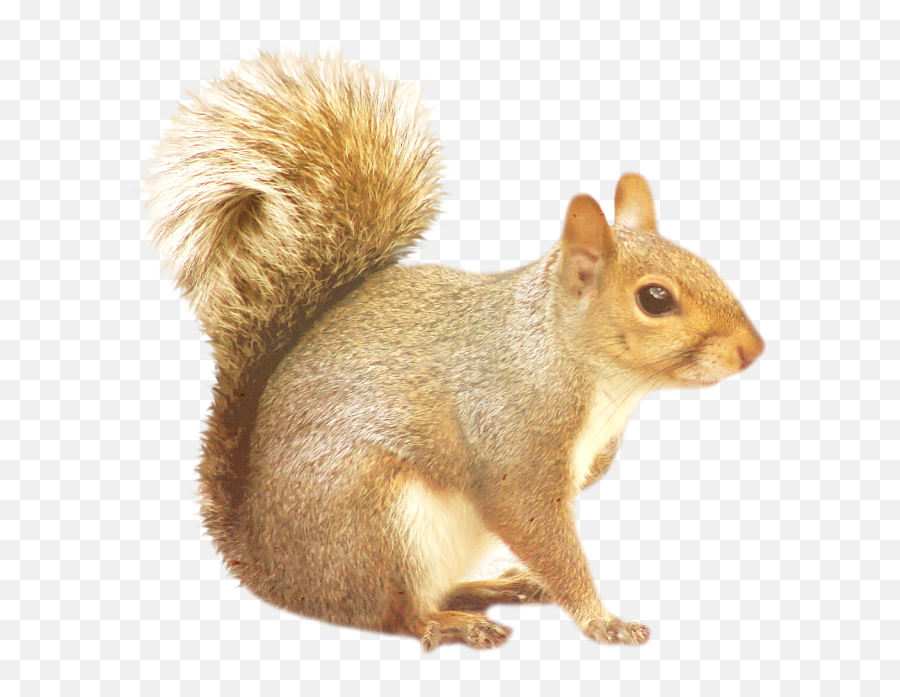 Squirrel Png Transparent Background - Squirrel Transparent Emoji,Squirrel Png