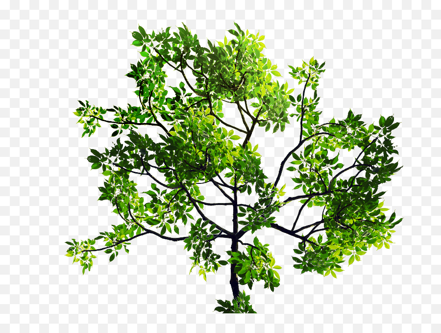Dead Tree Branch With Transparent Background Png Isolated - Transparent Tree Leaves Texture Emoji,Green Png