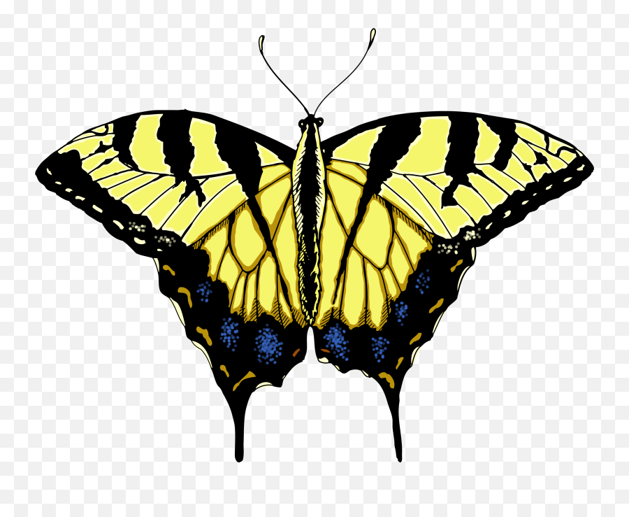 Download Monarch Butterfly Png - Swallowtail Butterfly Png Transparent Background Tiger Swallowtail Transparent Emoji,Butterfly Png