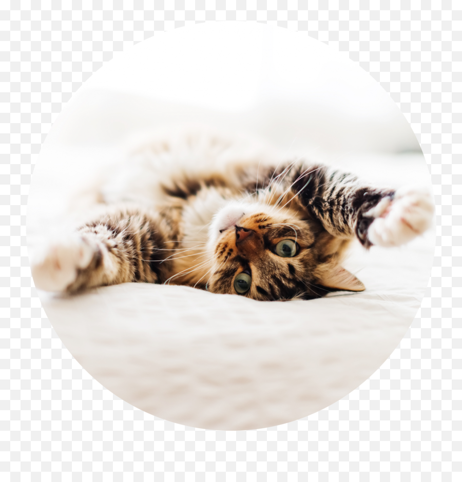 Kitten Information - Cat Emoji,Kitten Png
